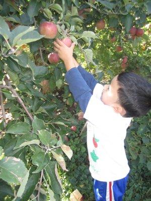 Apple picking Class Trip!