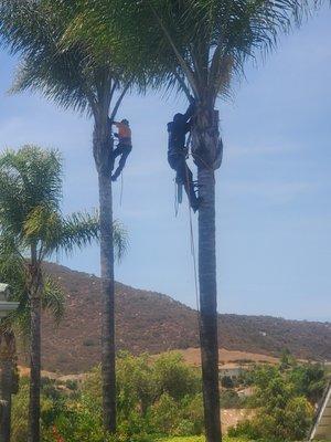 Trimming Queen palms with a fellow climber.