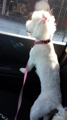 Maltipoo Mia