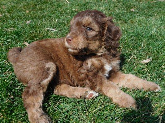 Labradoodle puppies 2021!