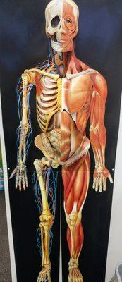 Human Anatomy 3D