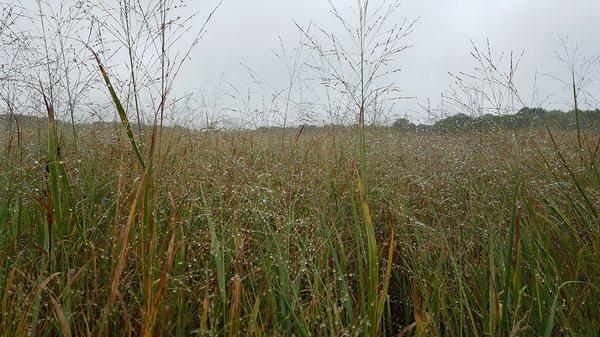 Panicum virgatum (Switchgrass)