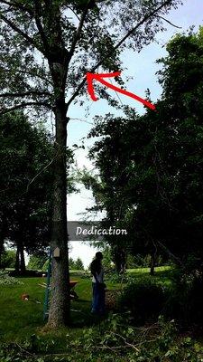 Removal of enormous tree, pre-cutting top branches from the top of the tree