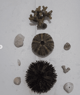 Sea Urchins