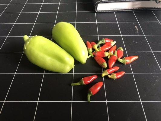 The pequin peppers are from SWF. Somehow the plant is 7ft. tall right now.