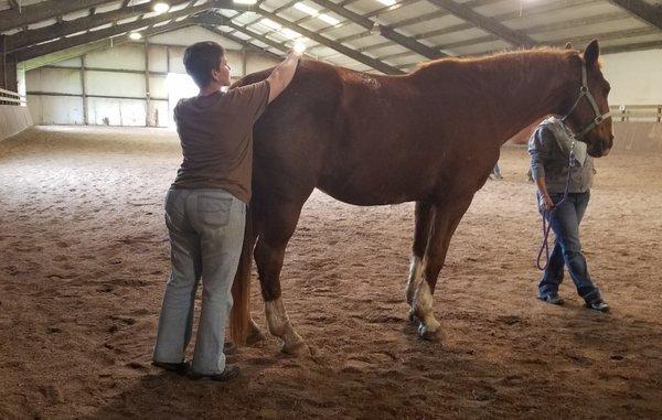 Equine Bodywork