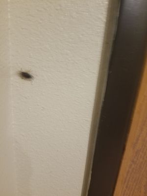 The hotel is infested with roaches. One after the other