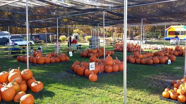 Pumpkin festival