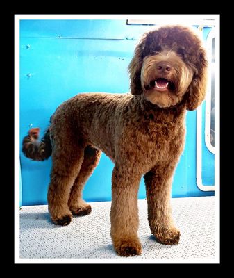 Seven Oaks Dog grooming Wesley Chapel 33543