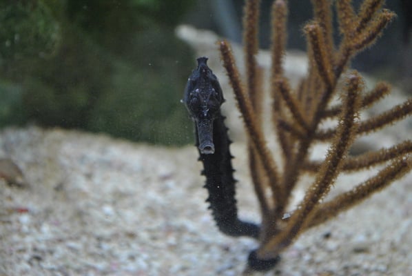 We always have tank raised seahorses.