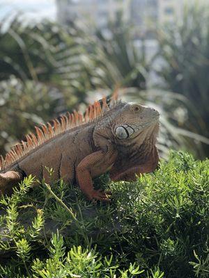 A beautiful iguana we spotted outside our Florida office