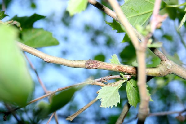 Confirming the presence of one stage of Anthracnose in London Plane