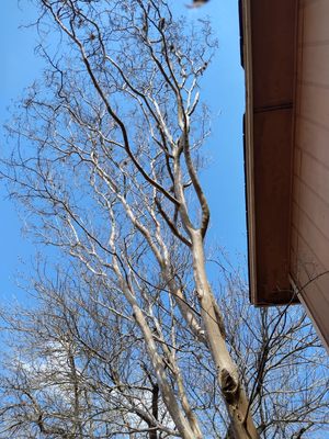 crape myrtle roof clearance