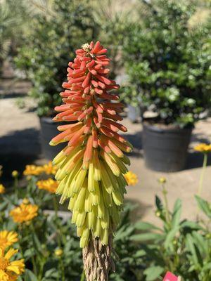 Hot Poker