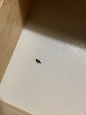 Roach in nightstand drawer.