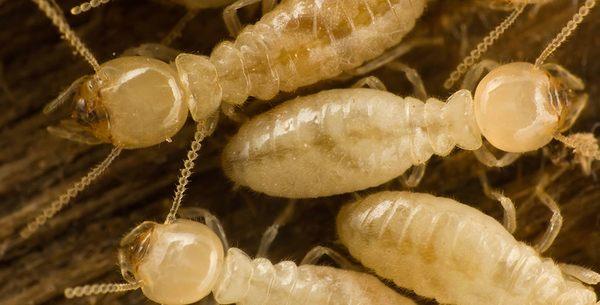 Termite Control