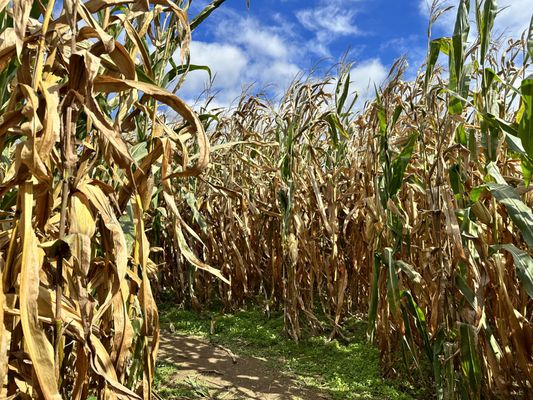 Corn maze