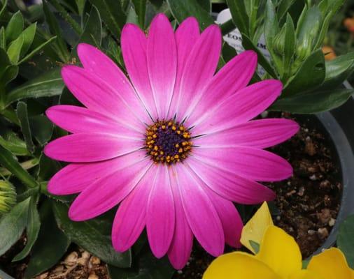 Cottage Garden Greenhouse