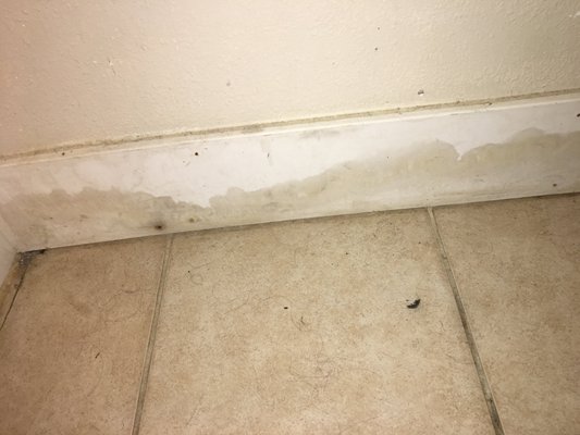 Mold & water damage.