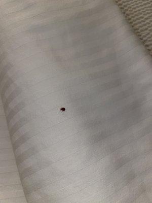 Bed bug in my "upgraded" room.