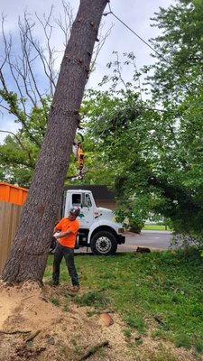 Guerra's Tree Service