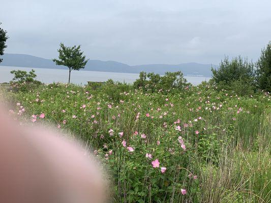 Beautiful pink wildflowers with my big thumb.