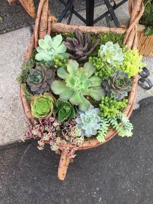 Sassy succulent stall - gorgeous