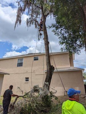 Remove tree full of termites