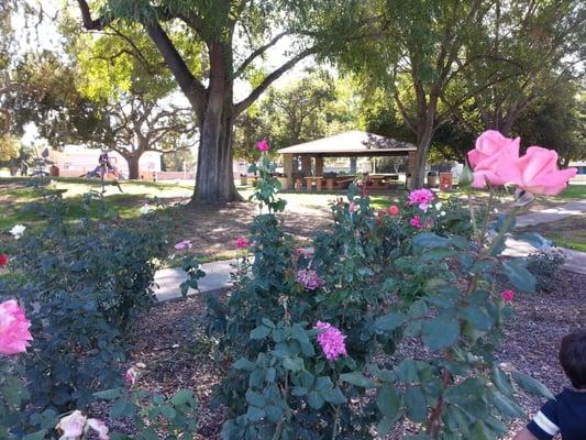 Small rose garden at one corner