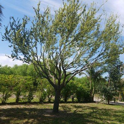 We do tree trimming and thinning at reasonable prices.