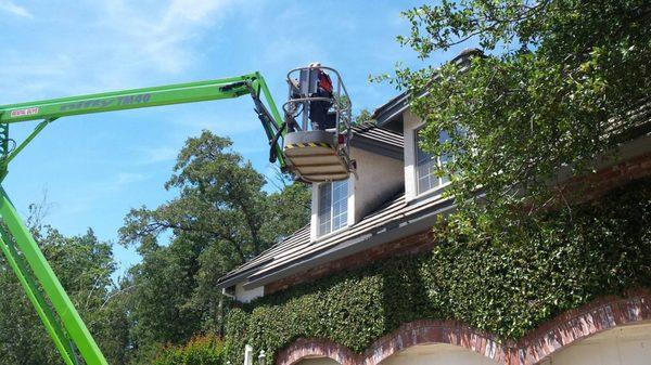 Bat Exclusion from a boom lift