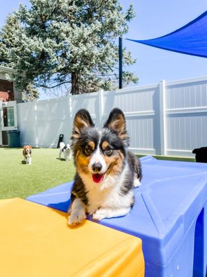 Daycare pups!