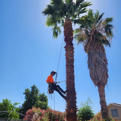 Cleaned up this beautiful fan palm that had 20+ years of skirt