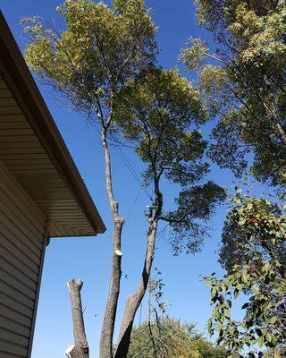 Tearing down a big, backyard ash tree.