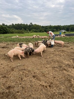 Pastured pork at Old Crow Ranch