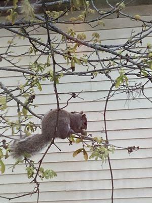 And food for the squirrels in winter is there for them!