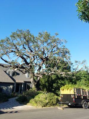 Tree trimmed .