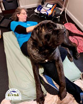 Our therapy technician, Denise working on Knox's lower back pain. Our techs go above and beyond to care for their patients!