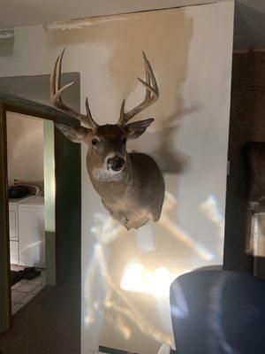 Deer mount