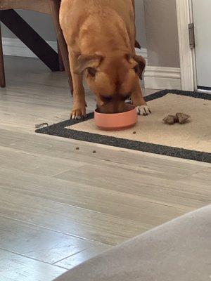 My dog loves his new bowl from this store