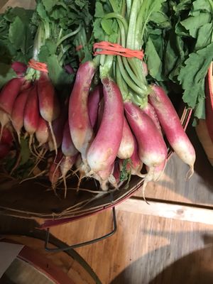 French breakfast radishes