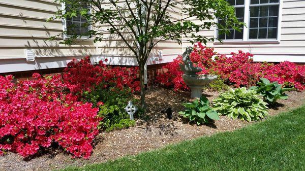 Tree & Shrubs treated with Holganix