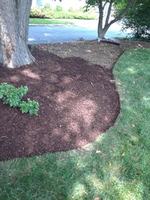 Mulching flower beds !