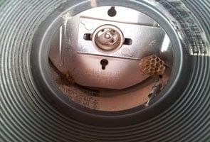 Wasp nest and wasp inside an outdoor light fixture