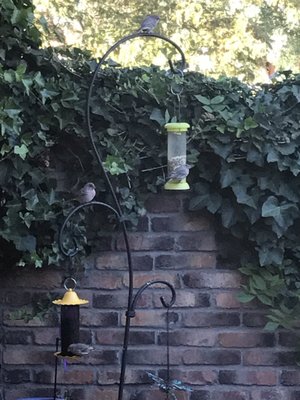 Added a new thistle seed bird feeder. Thank you for all of your advice, Wild Bird Seed Trading Company. Birdwatching is now at a next level!