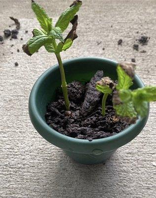 Gardening-Mint Leaves