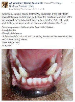 Info on retained puppy teeth