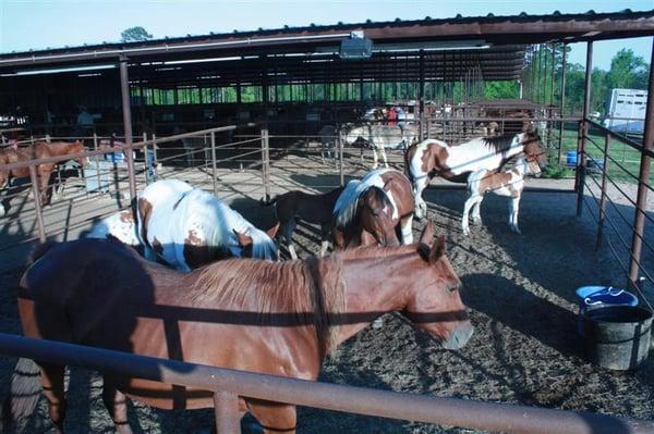 Elkhart Horse Sale