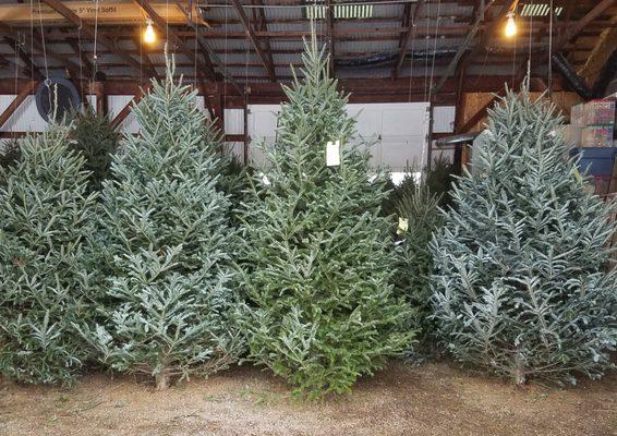 Syracuse Christmas Tree Farm