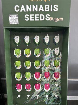 Cannabis seeds!